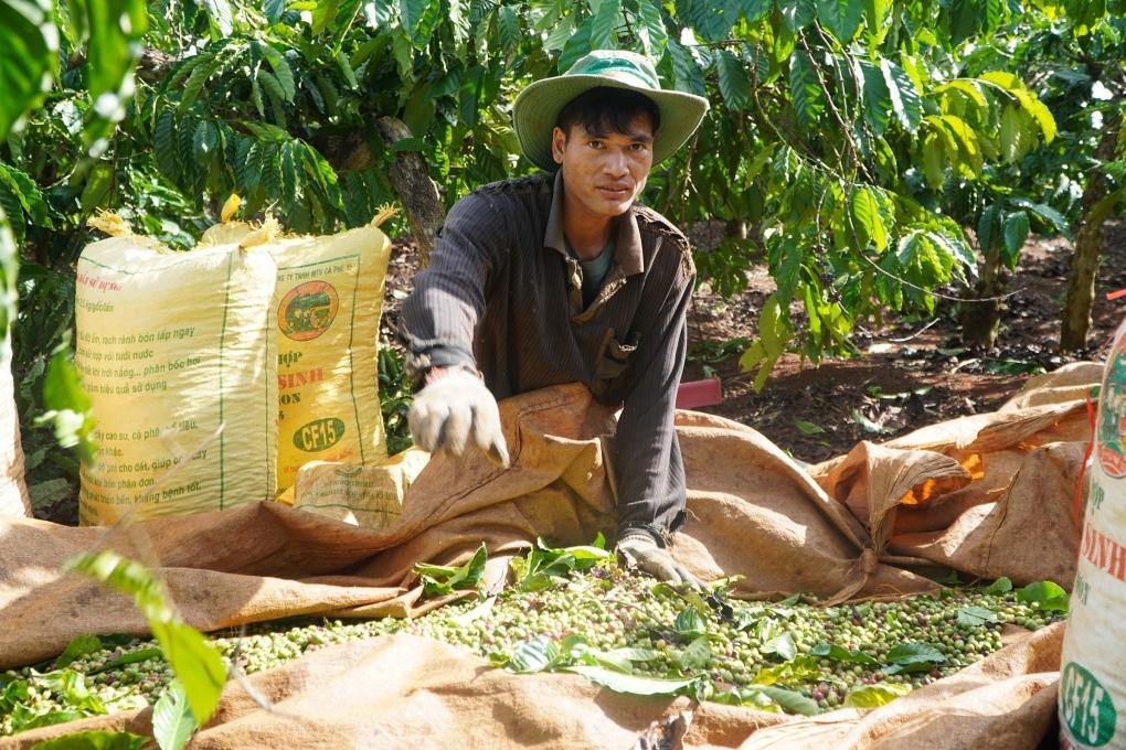 Cập nhật tiêu chuẩn GlobalGAP và VietGAP 2025